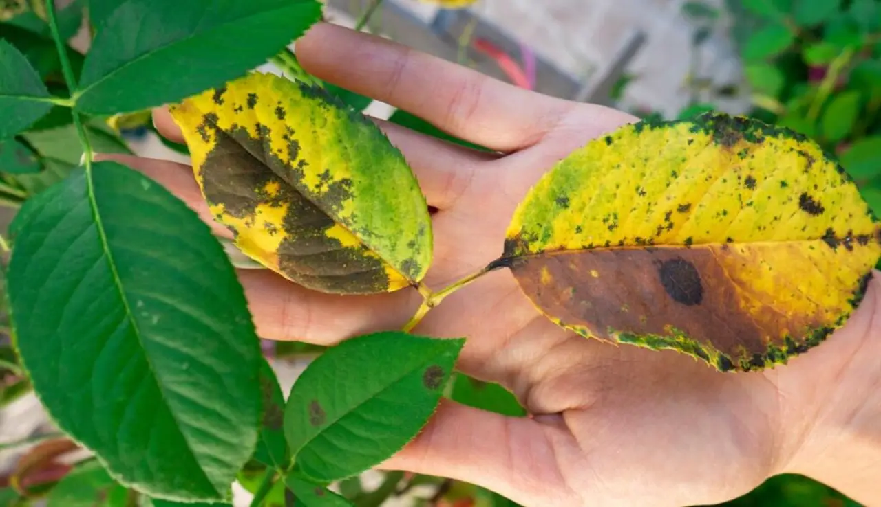 Perché le foglie delle piante ingialliscono? Scopri le cause e i rimedi partendo dalle zucchine