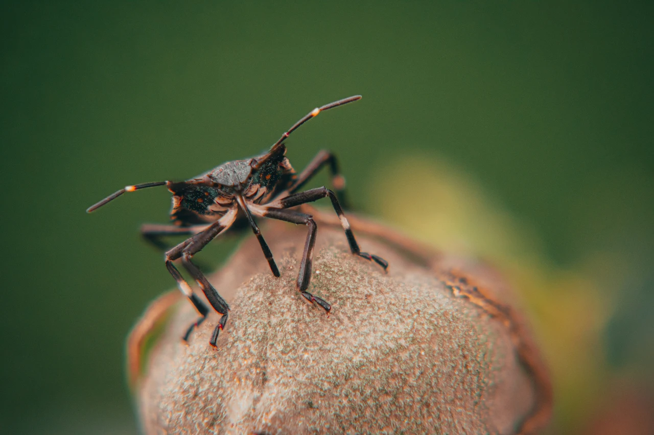 Insetti e profumi naturali: perché la menta tiene lontani molti ospiti indesiderati?