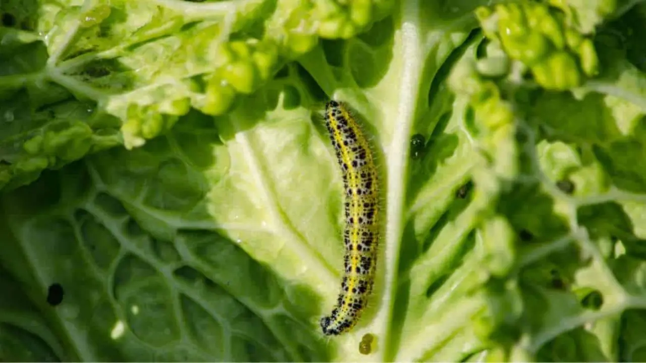 Come eliminare in modo efficace i bruchi che attaccano il tuo orto: strategie naturali e consigli utili