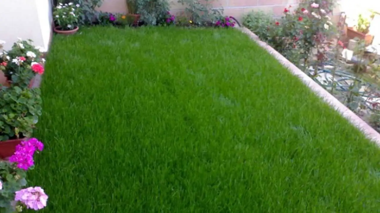 Come ottenere un’erba perfetta: la giusta dose d’acqua con il calcolo semplice per ogni giardino