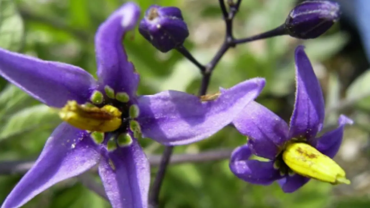 Scopri le 7 piante che crescono solo in Sardegna: ecco dove osservarle