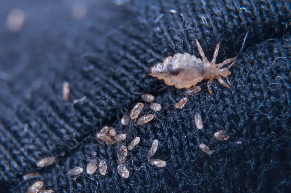 Pidocchi della polvere: ecco cosa sono davvero