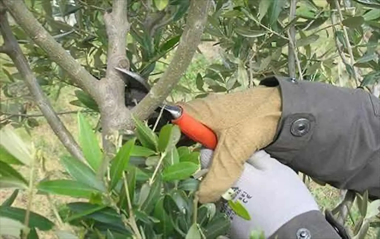 Sei in affitto e vuoi potare gli alberi? Attenzione a chi spetta la spesa e ai casi in cui devi pagare tu