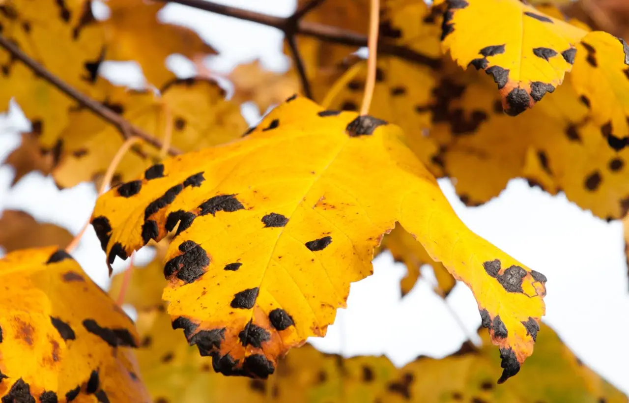 Piante malate e foglie rovinate? Ecco le malattie fungine più comuni e come riconoscerle